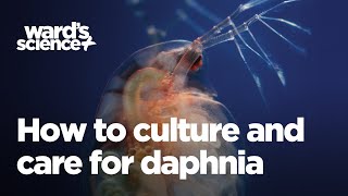 Caring and Culturing for Daphnia [upl. by Arised709]