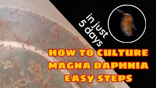 How to Culture Magna Daphnia Easily [upl. by Terrell524]