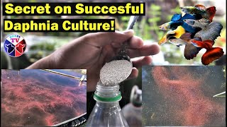 How to Culture Daphnia Successfully [upl. by Larry]