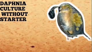 HOW TO CULTURE DAPHNIA NATURALLY WITHOUT A STARTER [upl. by Lightfoot]