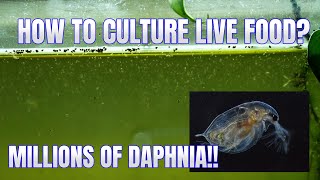 How to Culture Daphnia Secret Method to Breed MILLIONS  Simply Aquatic [upl. by Apollo]