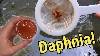 How I Culture Daphnia In Outdoor Tubs [upl. by Etnaid]