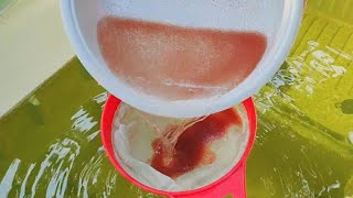 How to culture daphnia  Daphnia culture  How to grow daphnia outdoor [upl. by Adnohr]