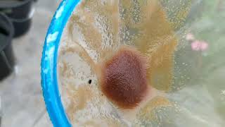 How to culture daphnia moina in a small container Part 1 English Subtitle [upl. by Nnaul]