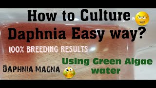 Daphnia MagnaHow to Culture Daphnia Easy wayCulturing Daphnia using Green water Daphnia [upl. by Fini416]