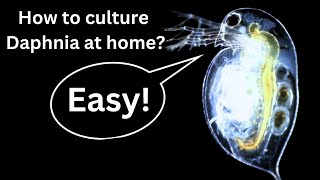 BEST Live Fish Food Beginner guide How to Culture Daphnia at home [upl. by Janis926]