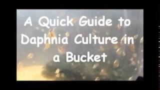 How to culture daphnia outside [upl. by Euginimod]