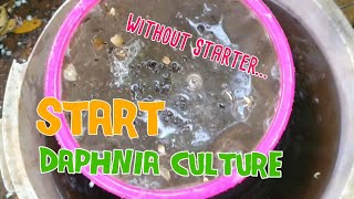 How to culture daphnia moina the easy way 1  Starting the Daphnia culture [upl. by Georgiana952]