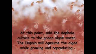 Daphnia  How to grow daphnia in your home [upl. by Mikkanen]