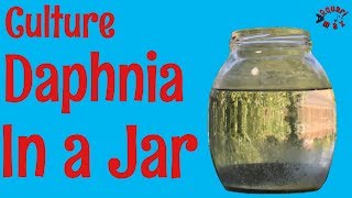 How to Culture Daphnia in a Jar [upl. by Hsu]