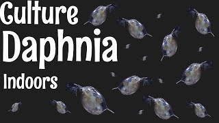 How to Culture Daphnia [upl. by Odeen]