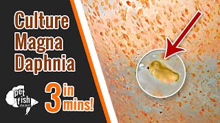 How to culture DAPHNIA MAGNA  The easy way [upl. by Enrico]