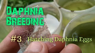 Daphnia Culture made simple and easy 3  Hatching Daphnia eggs [upl. by Morell]