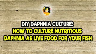 DIY Daphnia Culture How to Culture Nutritious Daphnia as Live Food for Your Fish [upl. by Seena]