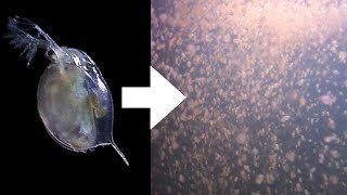 How I Culture Daphnia [upl. by Korten]