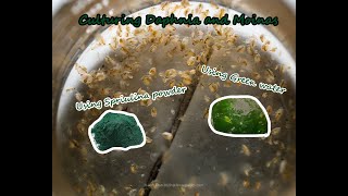 How To Culture Daphnia and Moinas using Green Water Spirulina powder [upl. by Marucci]