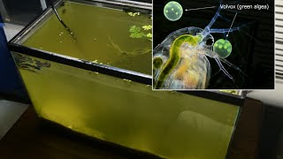 Raising Daphnia for the Freshwater Aquarium [upl. by Asilef]