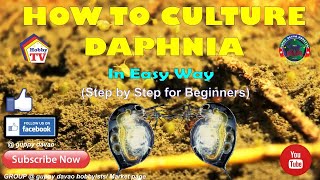 HOW TO CULTURE DAPHNIA In Easy Way [upl. by Aelat]